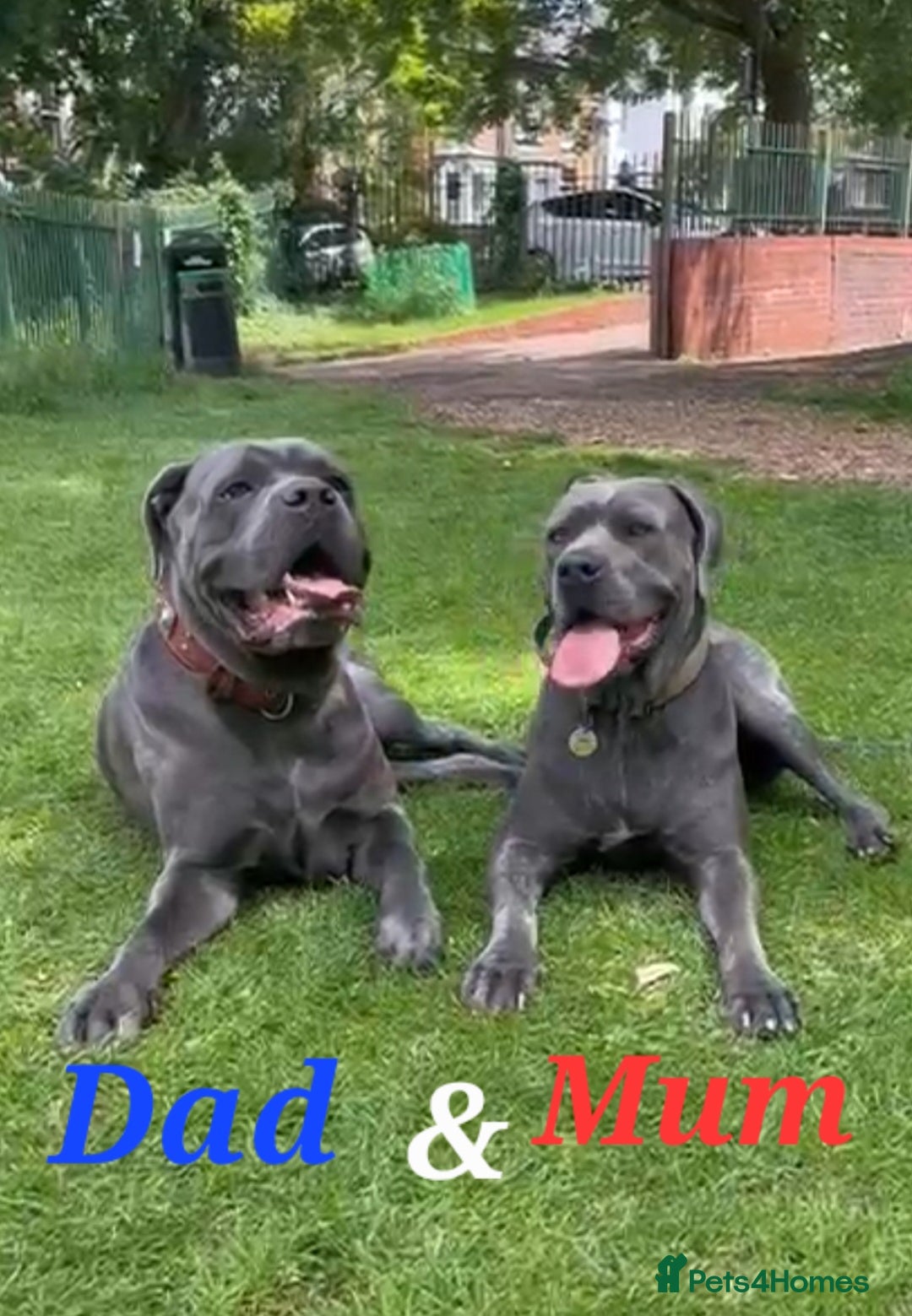 Cane Corso dogs for sale: Stunning 4th Generation Cane Corse Pups  - Advert 6