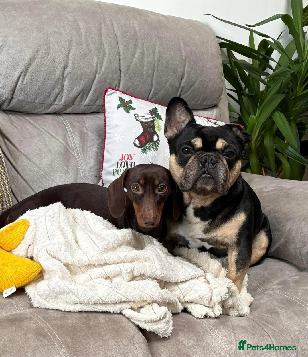 Mixed Breed dogs for sale: French Bull Wieners  - Advert 2