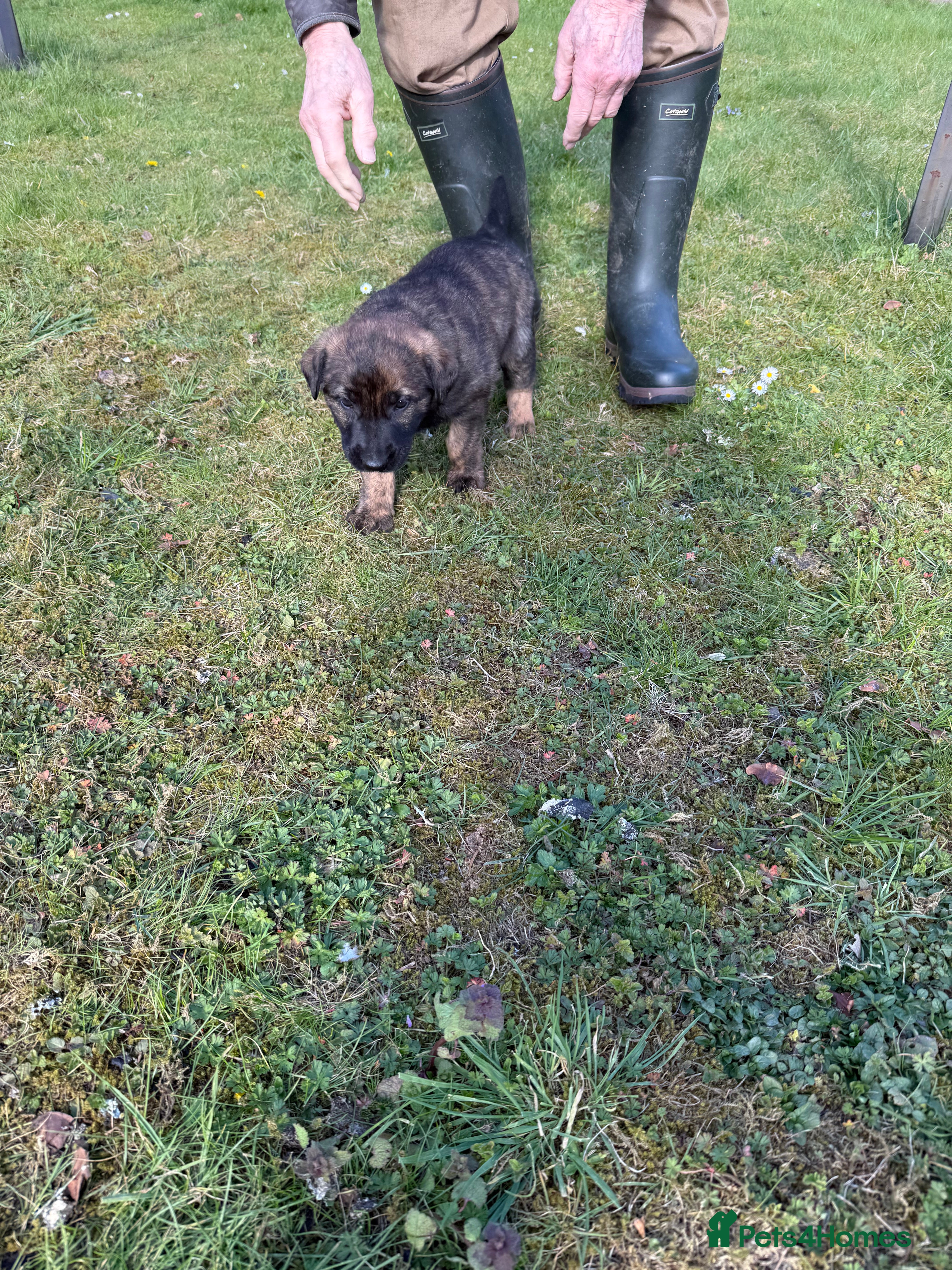 German Shepherd dogs STUNNING, Chunky Dutch Shepherd x GSD Puppies - Advert 2