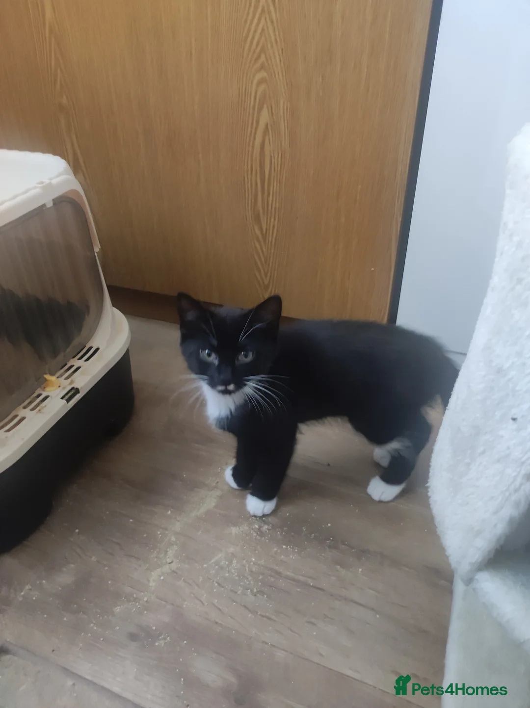 Mixed Breed cats for sale: Kitten in Coventry - Advert 2