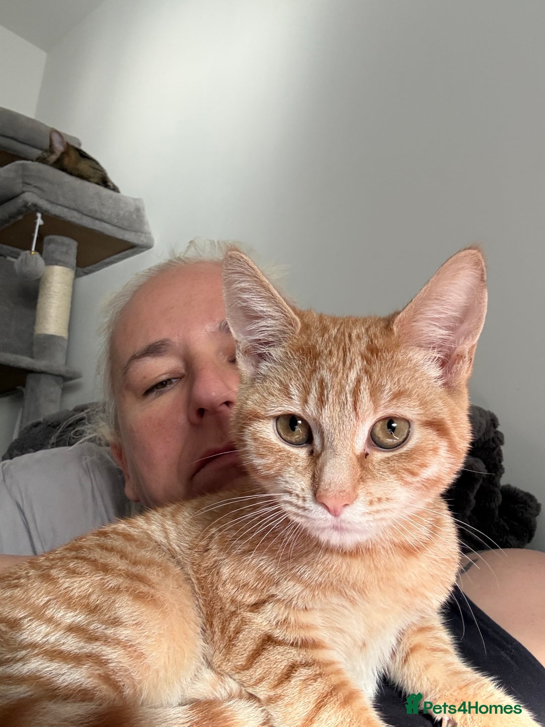 Mixed Breed cats for sale: Wotsit is looking for a new home  - Advert 2