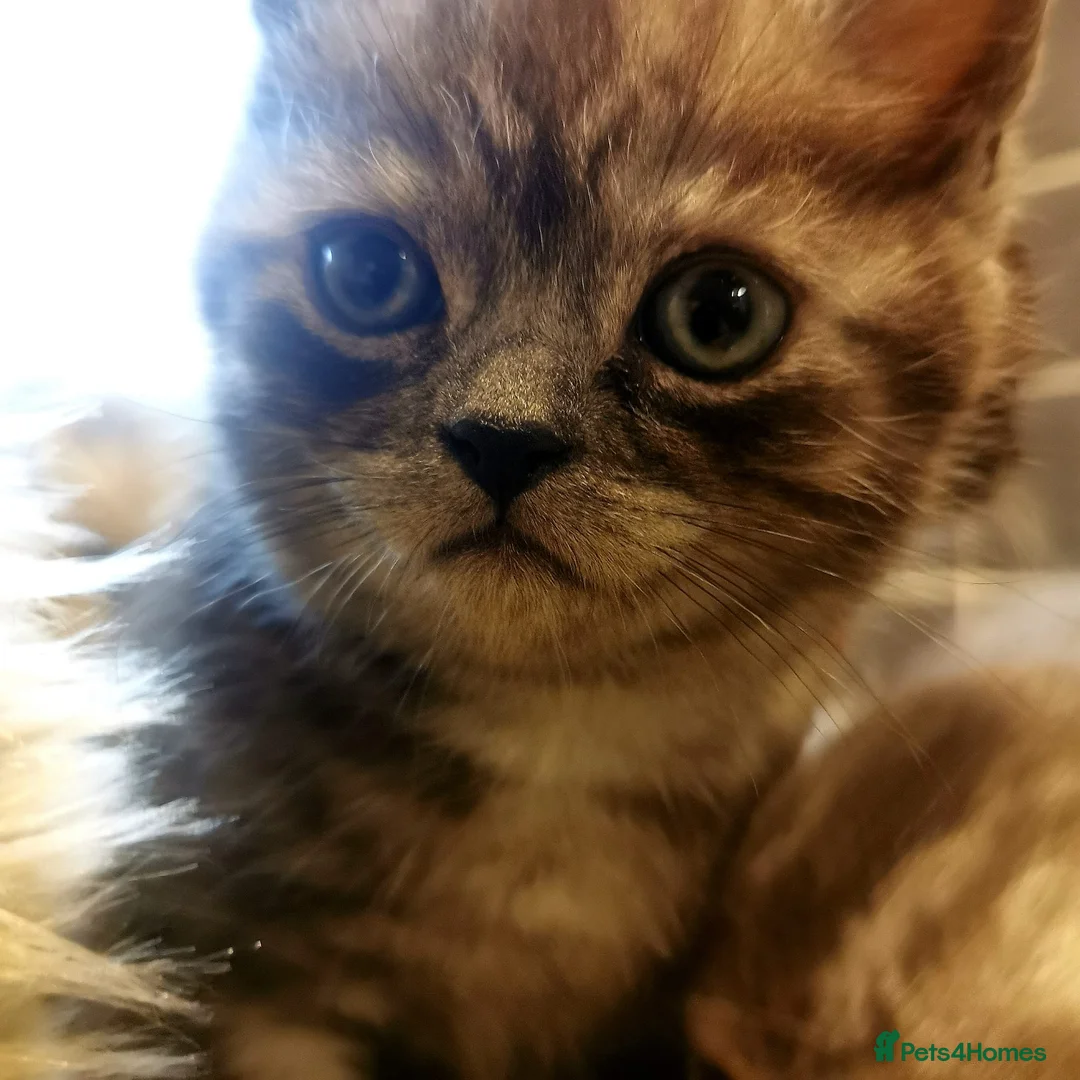 Mixed Breed cats for sale: ❤️Luxury Chinchilla Persian Scottish Fold Kittens - Advert 36