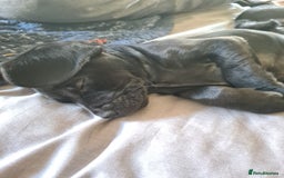 Mixed Breed dogs for sale: Beautiful litter of spaniel Cross  - Image 23
