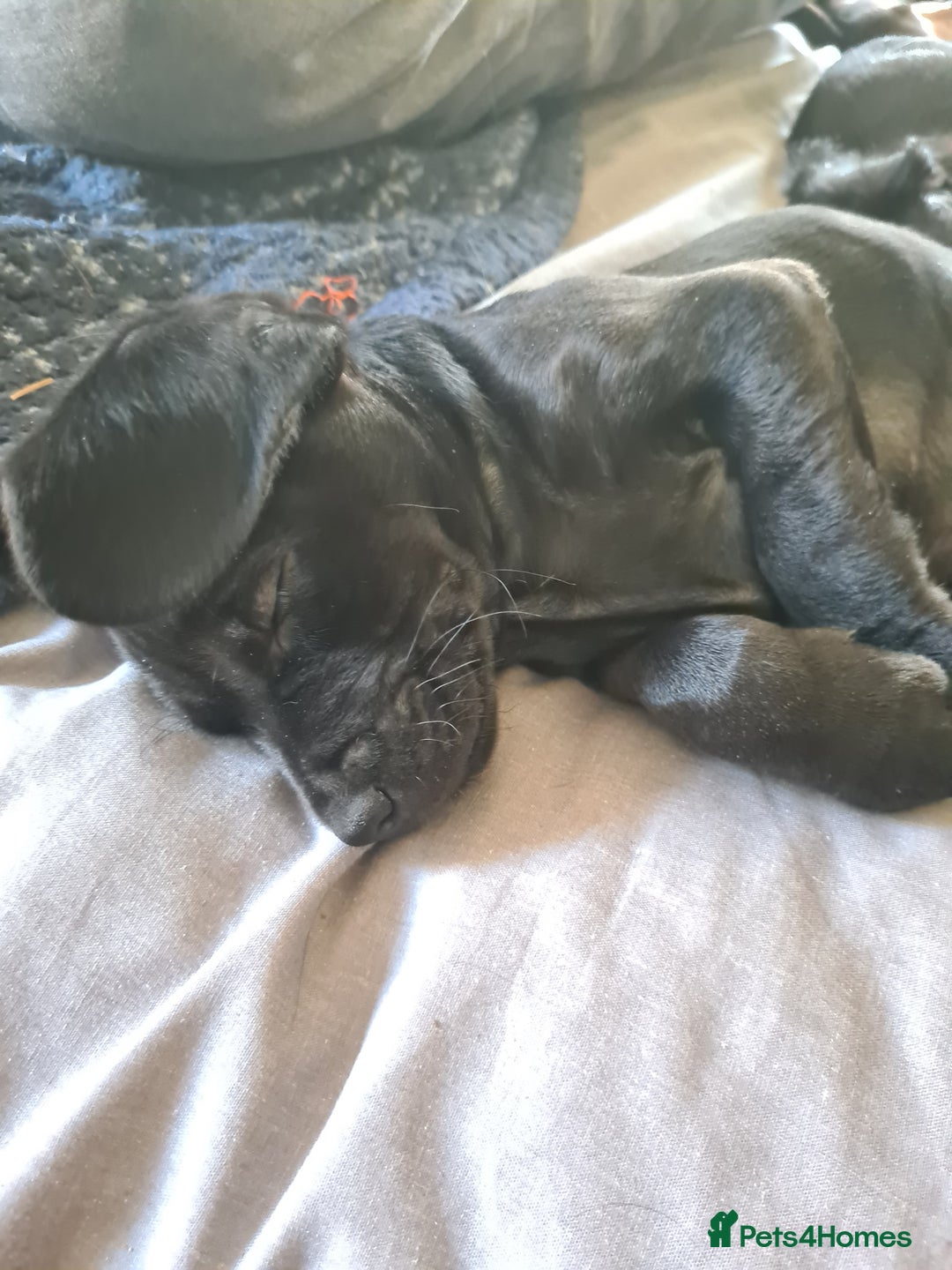 Mixed Breed dogs for sale: Beautiful litter of spaniel Cross  - Image 23