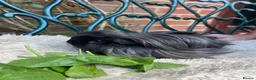 Guinea Pig rodents for sale: Peruvian black long haired sow guinea pig - Advert 2