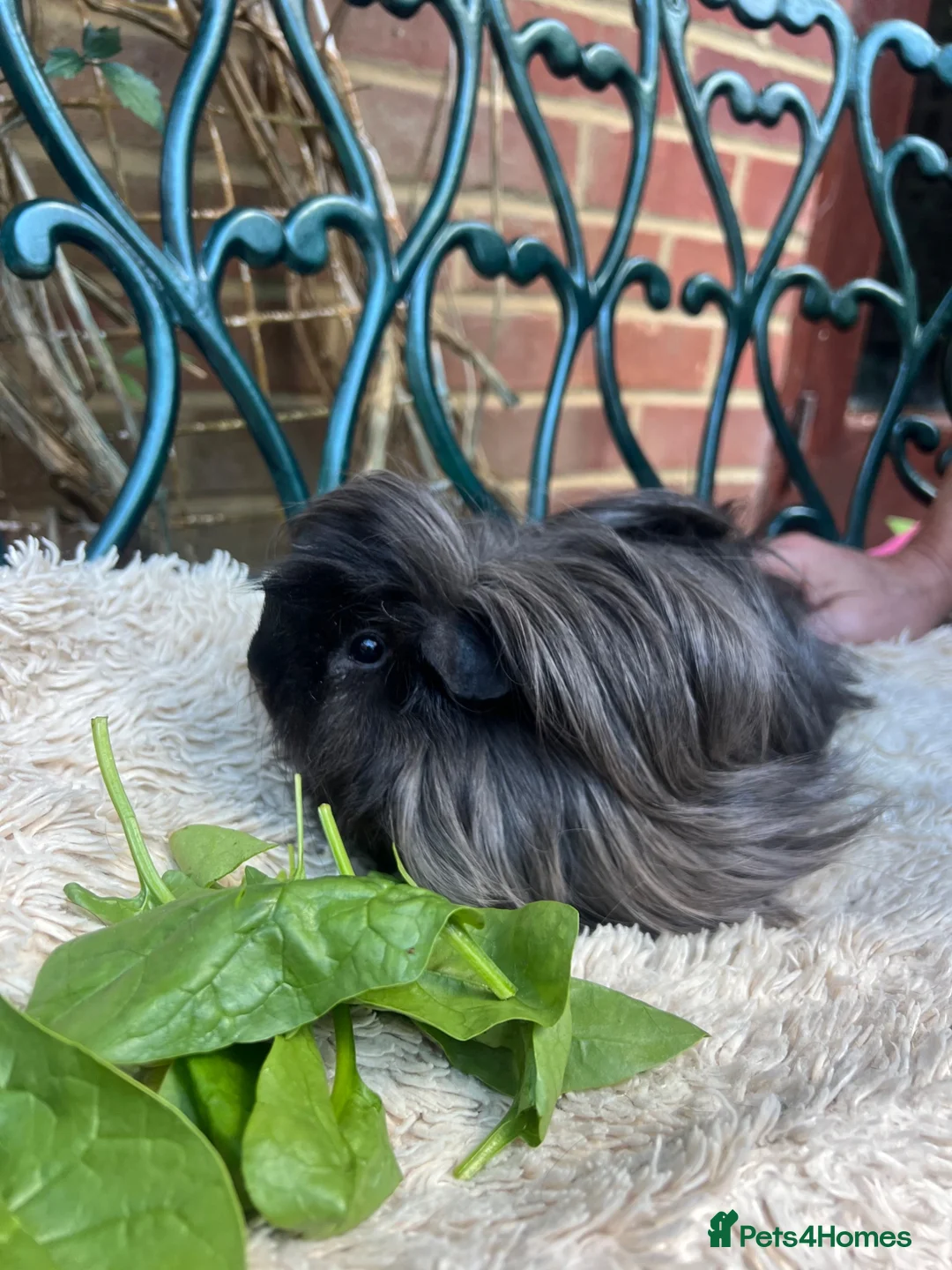Guinea Pig rodents for sale: Peruvian black long haired sow guinea pig - Advert 2