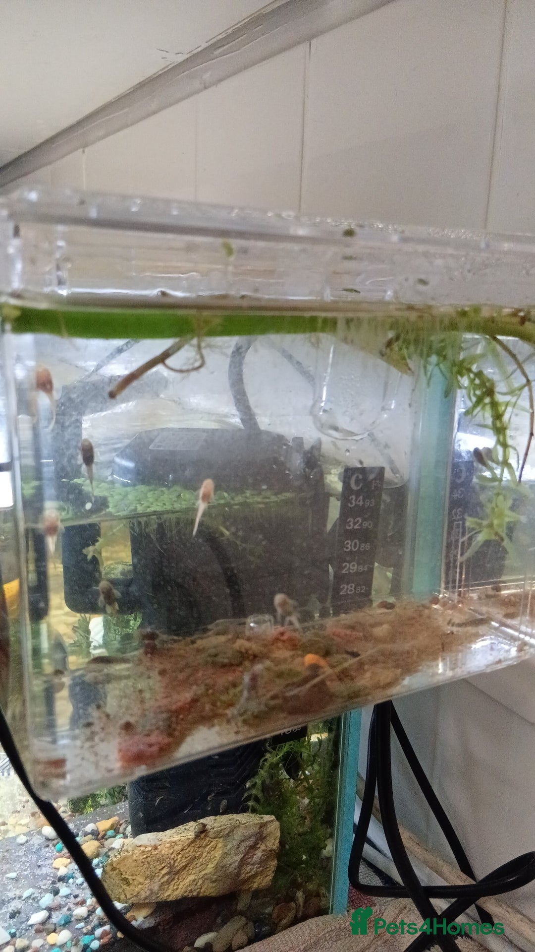 Plecos fish for sale: Pleco fry - Image 3