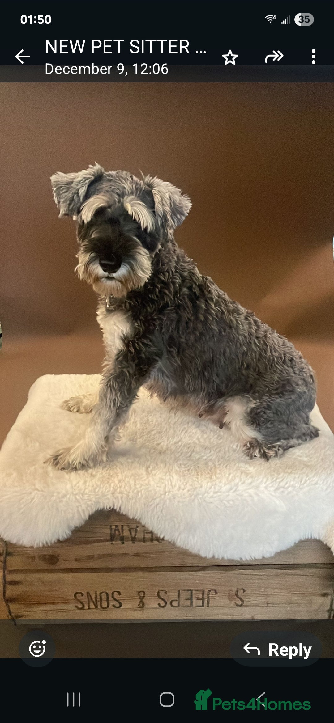 Miniature Schnauzer dogs miniature schnauzer  - Advert 1