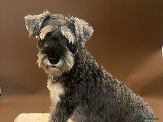 Miniature Schnauzer dogs miniature schnauzer - Advert 2