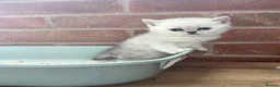 Scottish Fold cats for sale: Discount available ❤️Lovely scotish kittens💕💕💕 - Advert 2