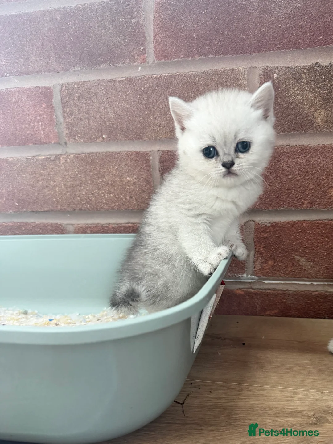 Scottish Fold cats for sale: Discount available ❤️Lovely scotish kittens💕💕💕 - Advert 2
