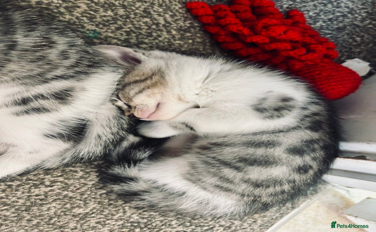 Mixed Breed cats - Advert 15