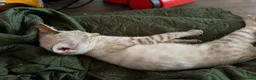 Bengal cats for sale:  Snow Lynx bengal  - Advert 6