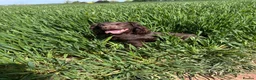 Cocker Spaniel dogs for sale: Working Cocker Spaniel Puppies  - Advert 10