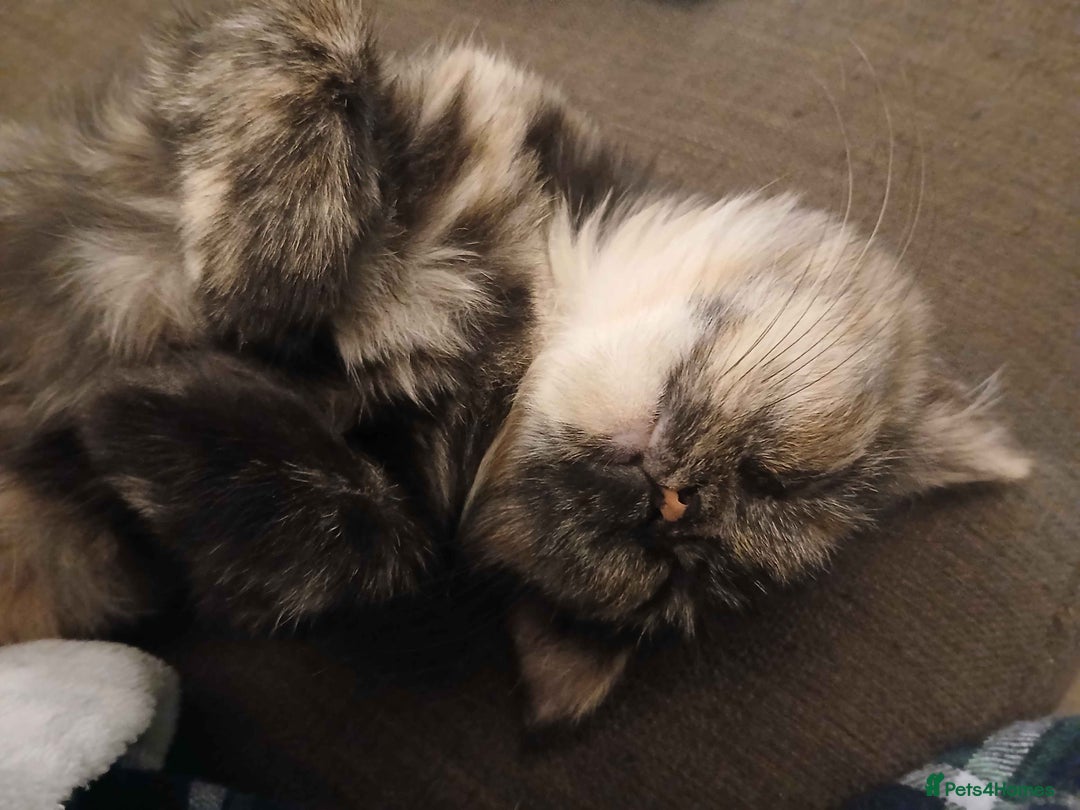 Domestic Shorthair cats for adoption: ADOPTION - Mince Pie - Advert 5