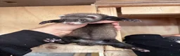 Ferret rodents for sale: Black ferrets  in Cardiff - Advert 4