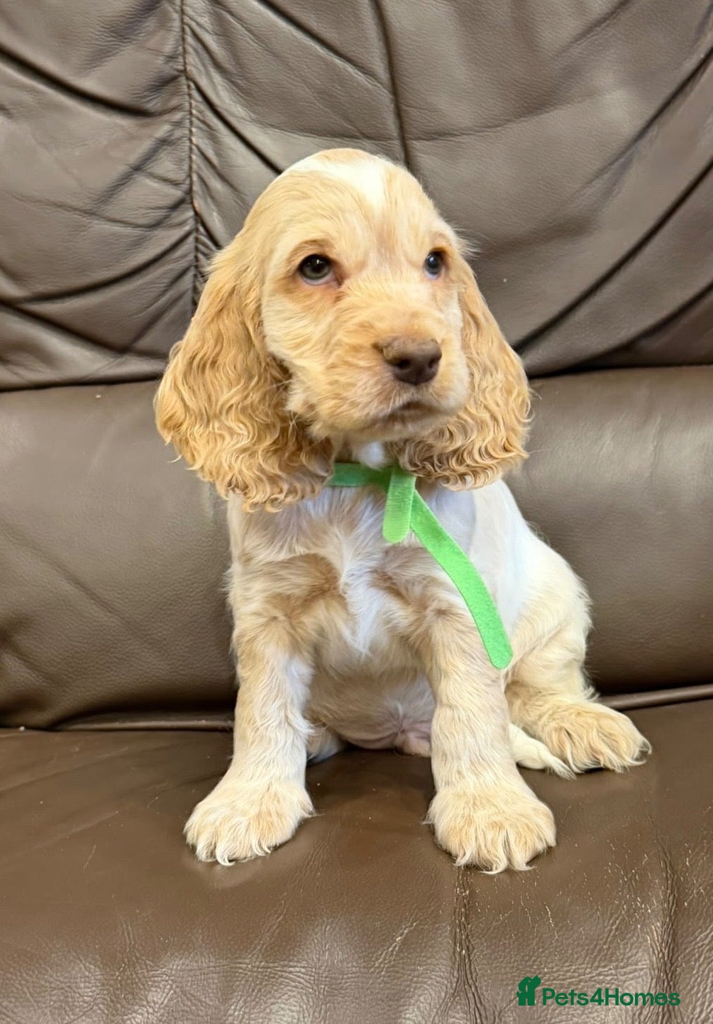Cocker Spaniel dogs for sale: KC registered Cocker Spaniel Pups DNA Tested - Advert 2