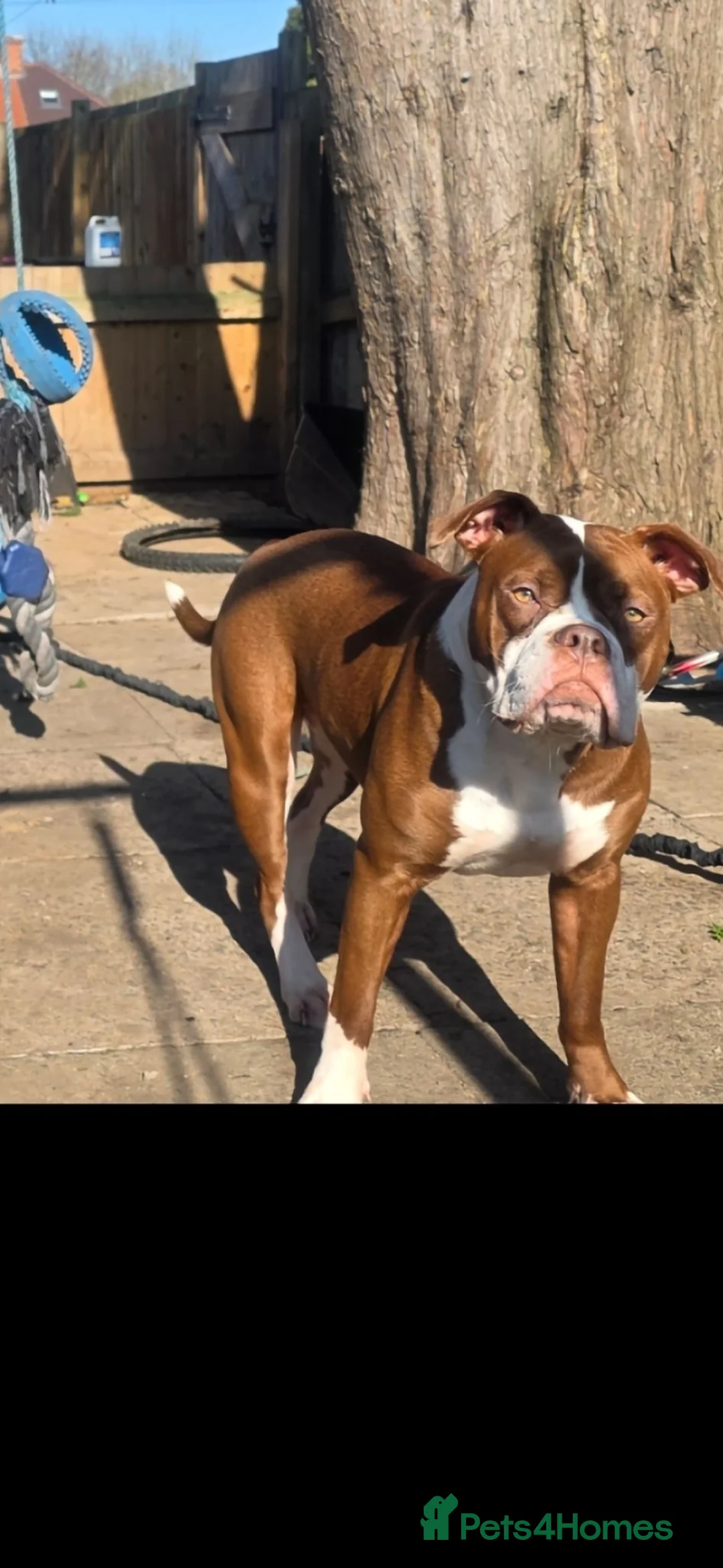 Alapaha Blue Blood Bulldog dogs for sale: Alpha blueblood bulldog - Advert 4