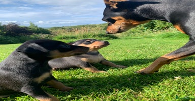 Mixed Breed dogs - Advert 3