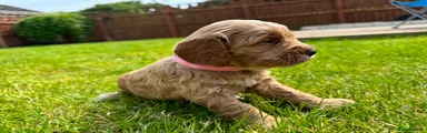 Cockapoo 5