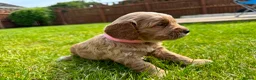 Cockapoo dogs for sale: Toy cockapoo puppies (golden) (tri) super cute - Advert 3