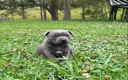 Staffordshire Bull Terrier dogs for sale: Pure English blue Staffy M/F s - Advert 3