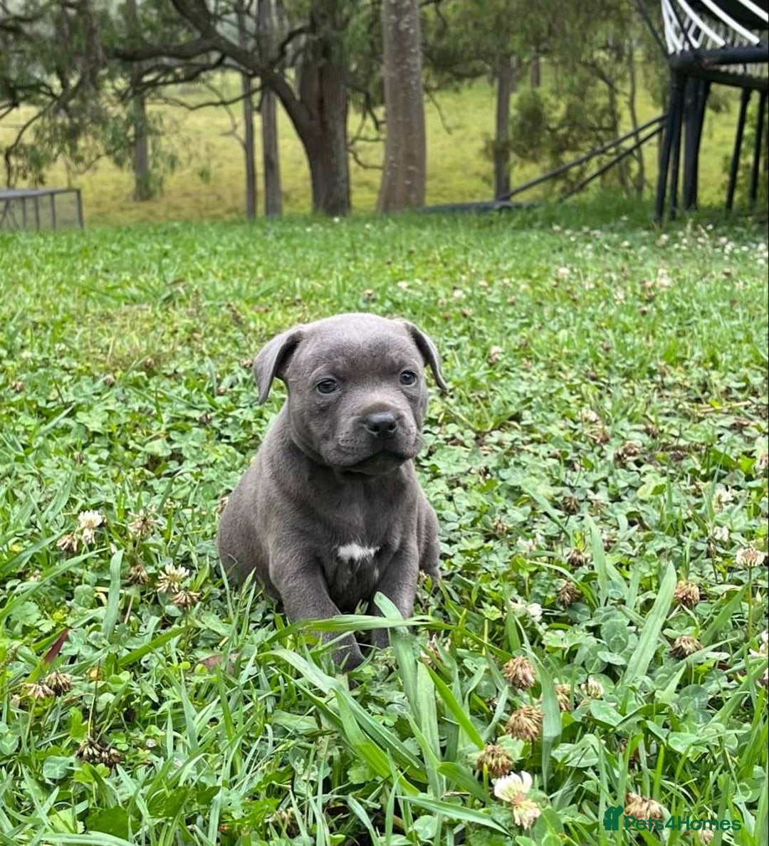 Staffordshire Bull Terrier dogs for sale: Pure English blue Staffy M/F s - Advert 3