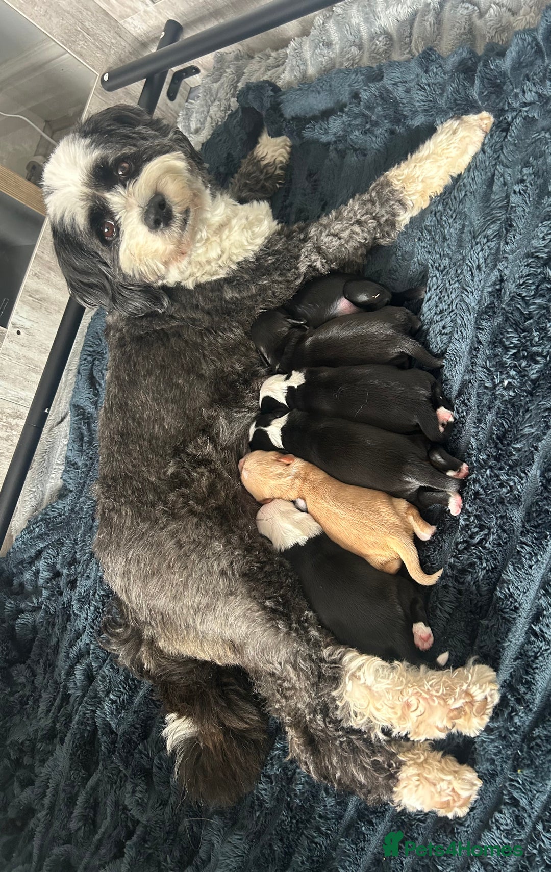 Tibetan Terrier dogs for sale: Tibetan Terrier puppies for sale  - Image 2