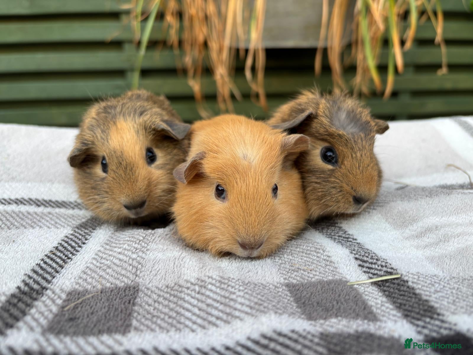 Guinea Pig rodents Three well handled bonded brother guinea pigs! - Advert 2