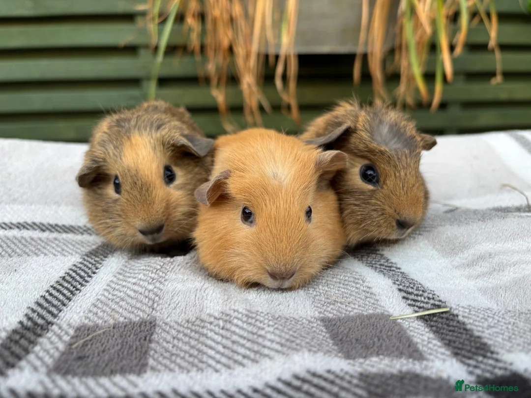 Guinea Pig rodents for sale: Three well handled bonded brother guinea pigs! - Advert 1