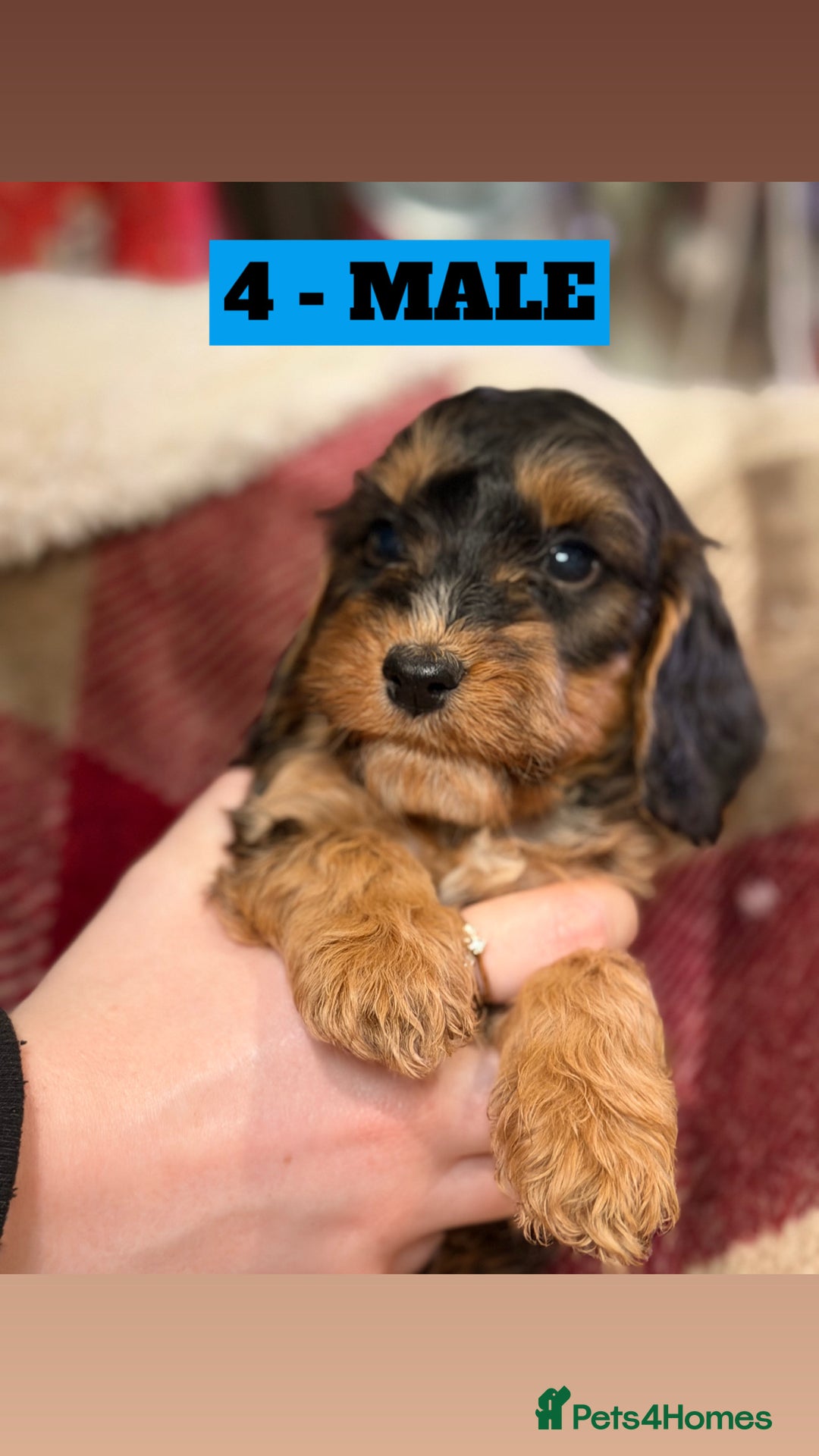 Cockapoo dogs for sale: BEAUTIFUL F2 COCKAPOO PUPPIES - 4 BOYS AND 4 GIRLS - Advert 36