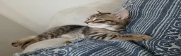Mixed Breed cats for sale: Cuddly Tabby almost ready to leave - Advert 3
