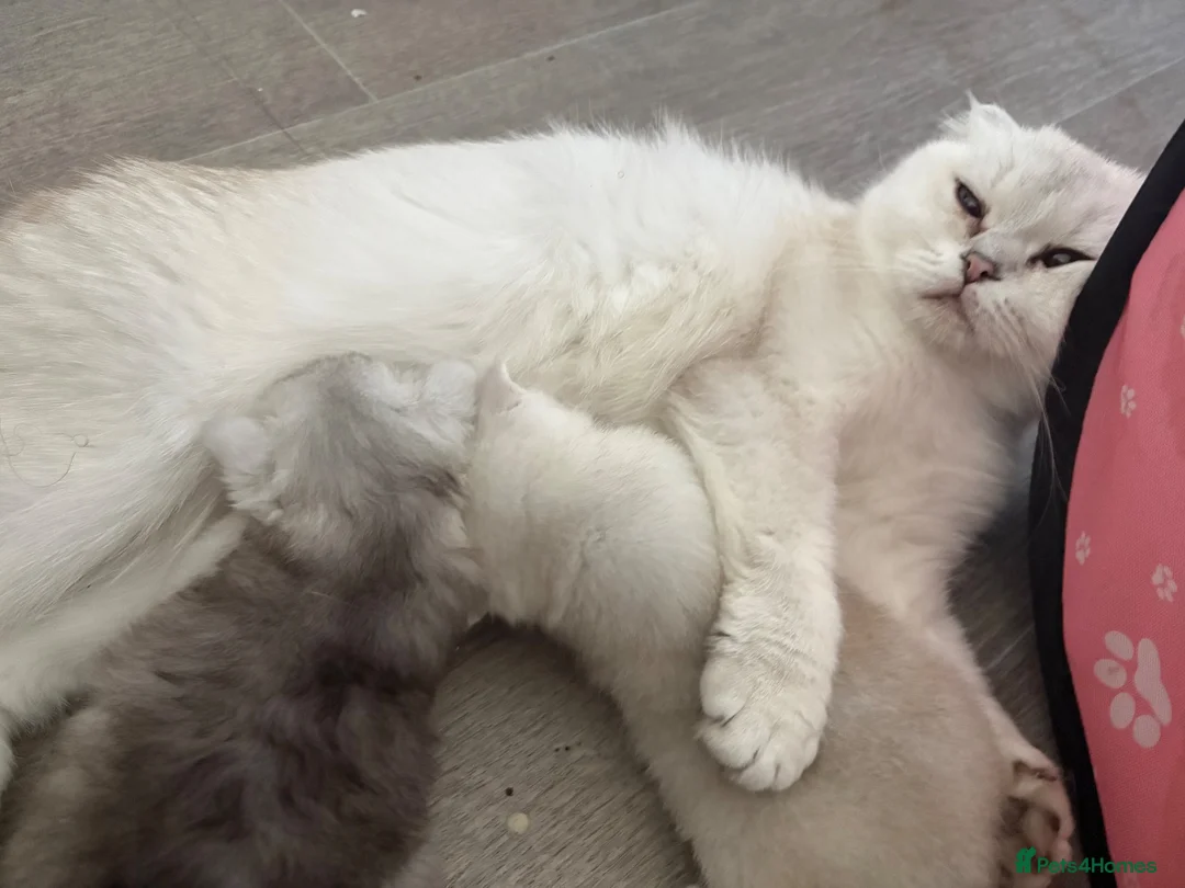 Scottish Fold cats for sale: Gorgeous Scottish fold kittens in London - Advert 21