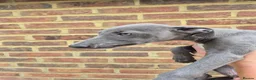 Whippet dogs for sale: Whippet Puppies - Advert 3