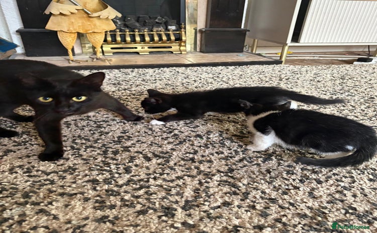 Mixed Breed cats - Advert 1