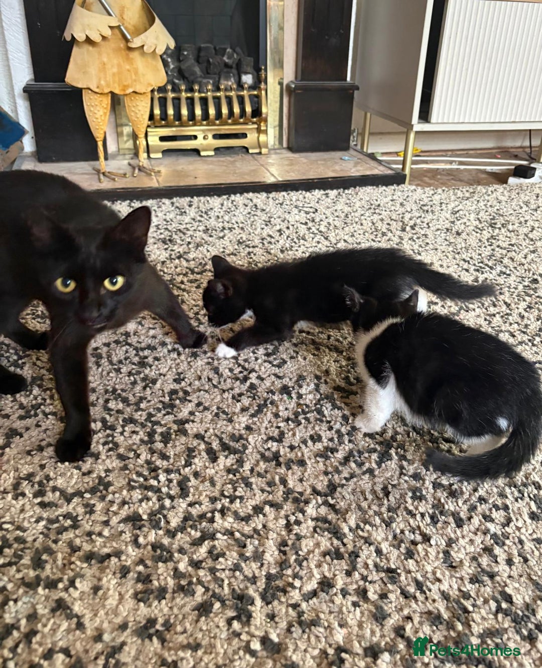 Mixed Breed cats for sale: 2 cutie kittens for sale  - Image 1