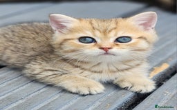 British Shorthair cats for sale: Tica reg Golden Shaded British shorthair kittens. - Image 5