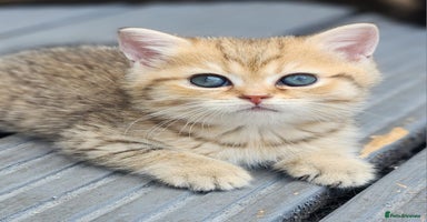 British Shorthair cats - Advert 1