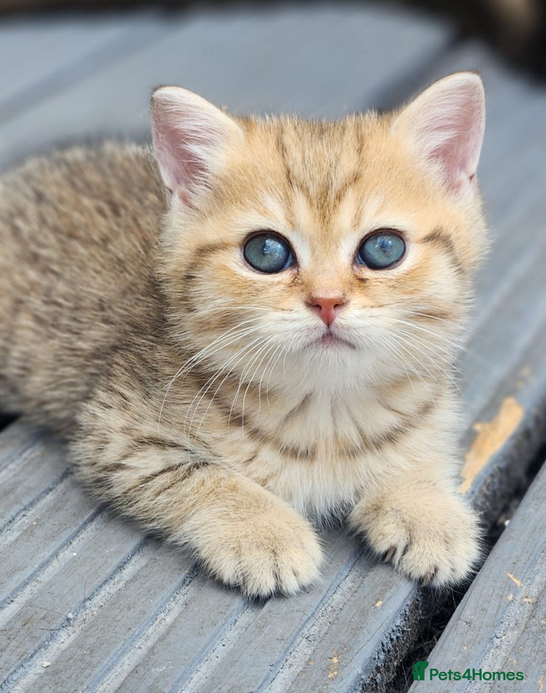 British Shorthair cats for sale: Tica reg Golden Shaded British shorthair kittens. - Image 5