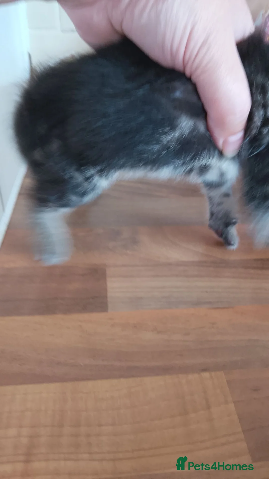 Mixed Breed cats for sale:  7 weeks old Gorgeous kittens  - Advert 22