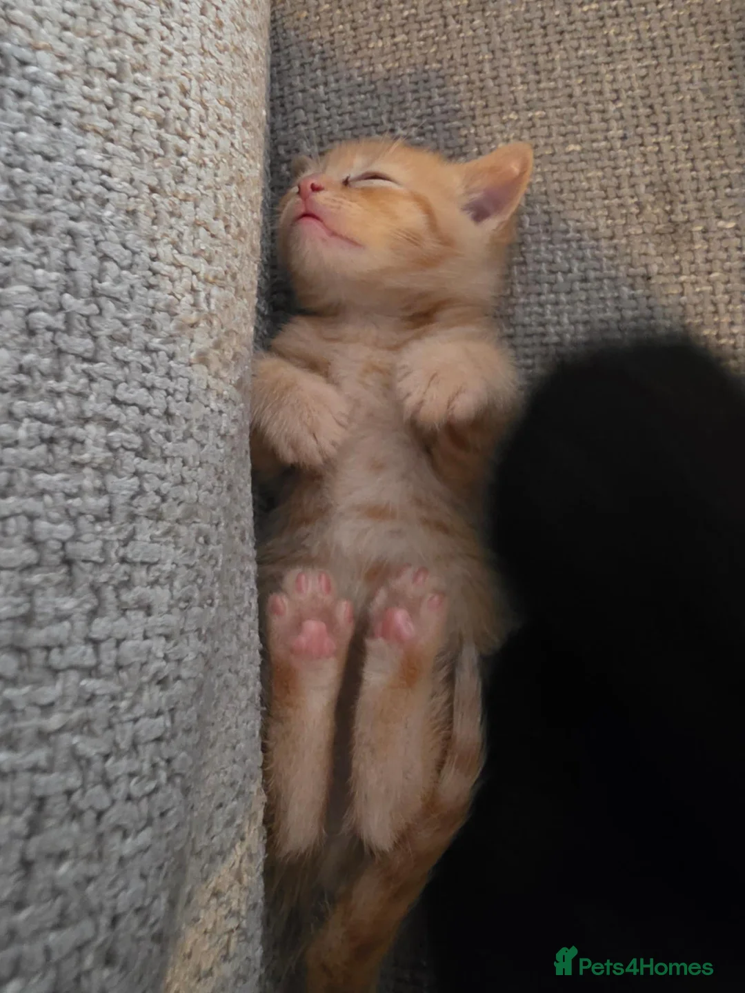 British Shorthair cats for sale: Kittens for sale - Advert 14
