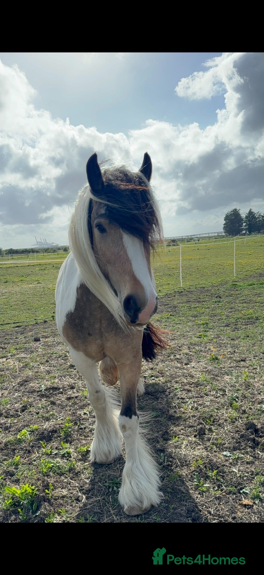 Irish Cob horses Stunning mare cob  - Advert 13