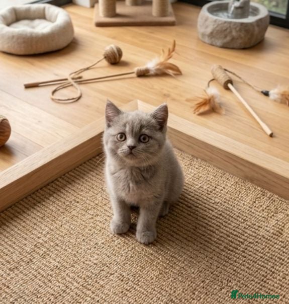 British Shorthair cats Absolutely beautiful kittens looking forever homes - Advert 6