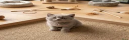British Shorthair cats for sale: Absolutely beautiful kittens looking forever homes - Advert 5