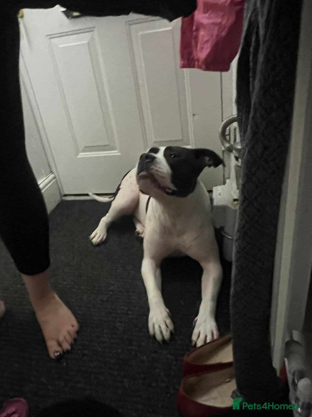 American Bulldog dogs for sale: Gorgeous American bulldog male  - Image 5