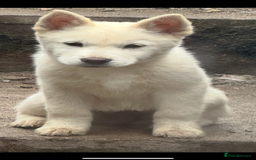 Mixed Breed dogs for sale: Beautiful females chowski puppies  in Maesteg - Image 4