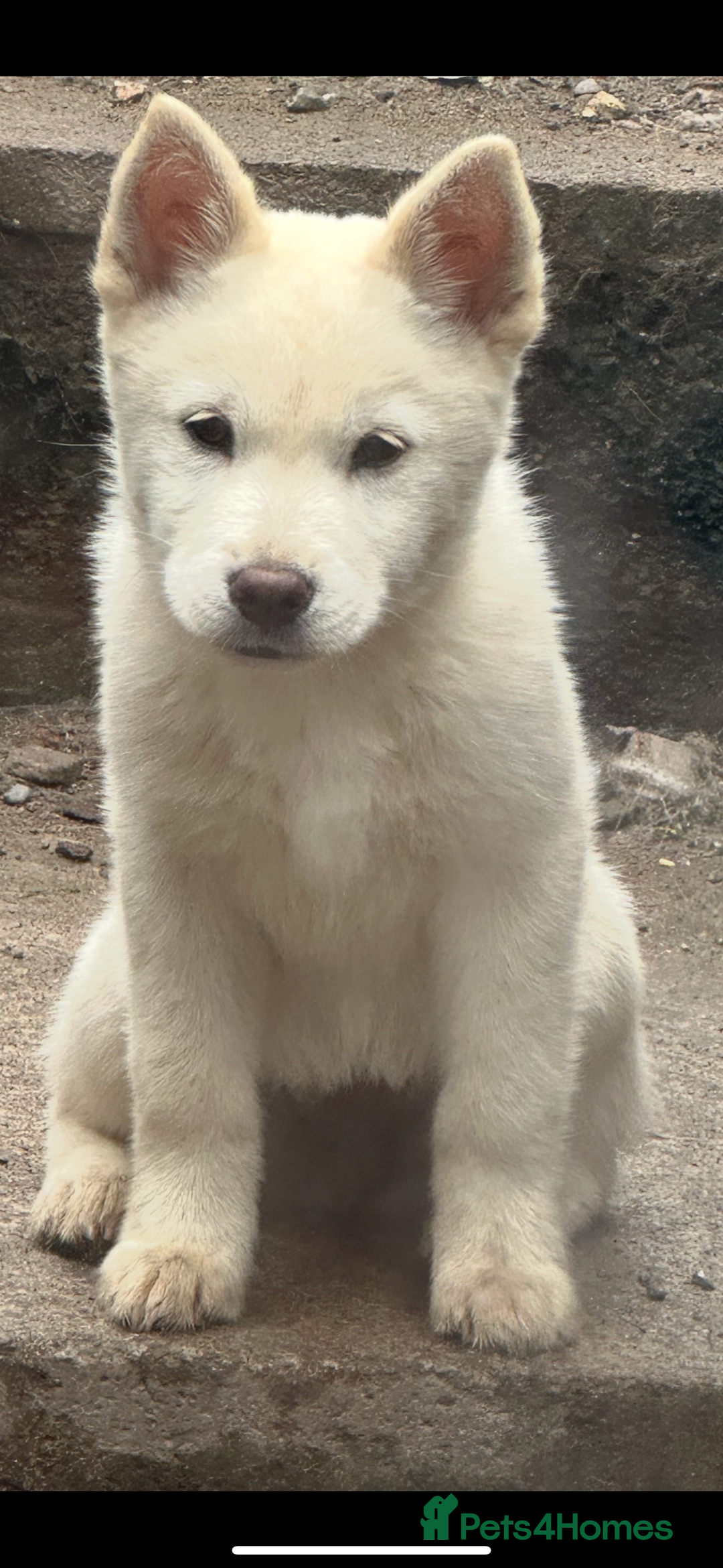 Mixed Breed dogs for sale: Beautiful females chowski puppies  in Maesteg - Image 4