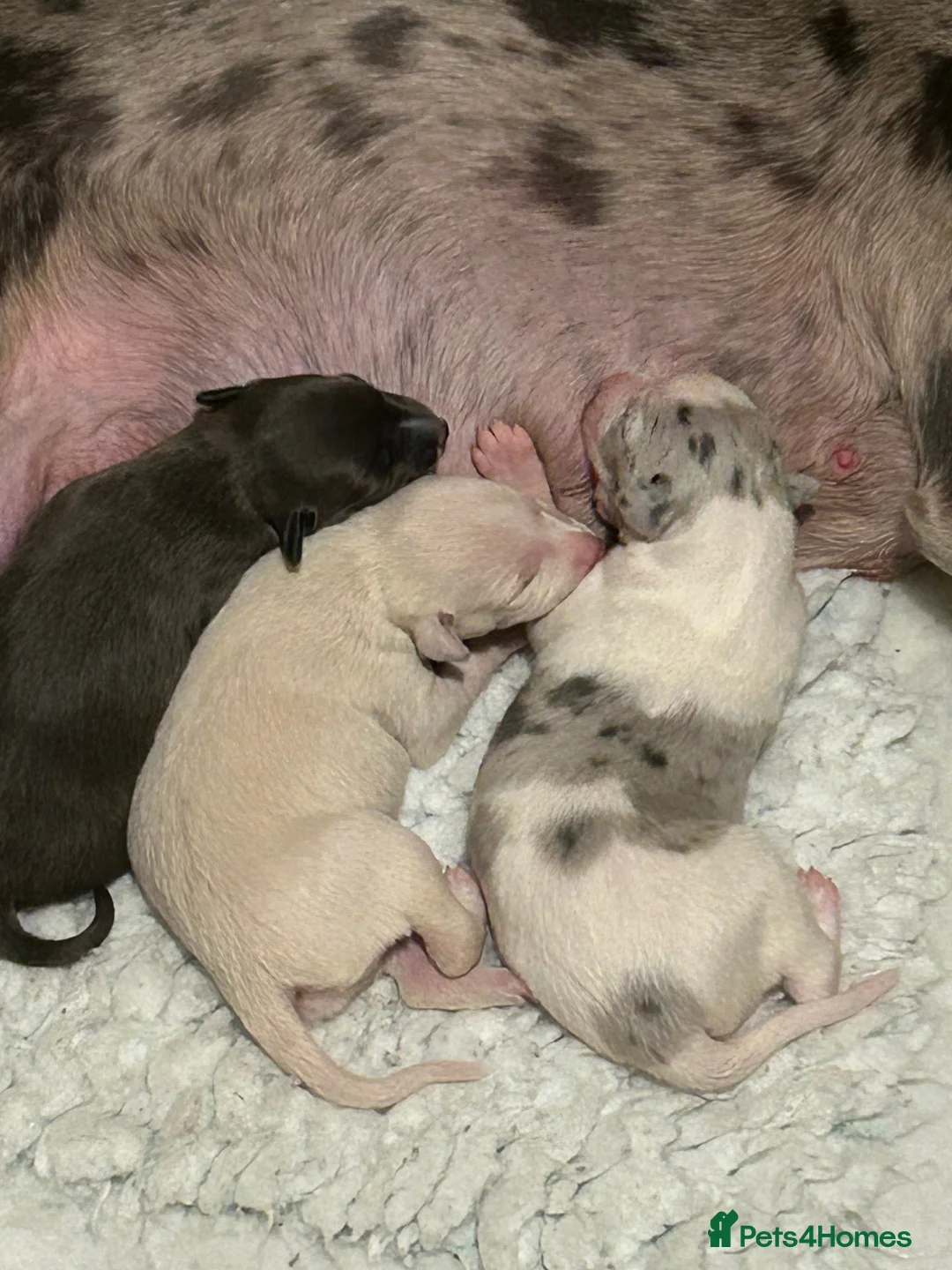 Whippet dogs for sale: Whippet lurcher pups - Advert 17