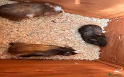 Guinea Pig rodents for sale: Trio Male Guineapigs- Brothers  - Image 4