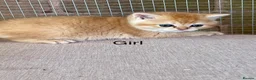 British Shorthair cats for sale: Golden kittens - Advert 4